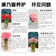 Carnation flowers Yunnan base straight hair Goddess Day gift bouquet multi-color flowering period long Chinese Valentine's Day gift 3 pink carnations 10 branches