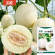 Beishu Melon Seeds Emerald Rock Sugar Seeds Croissant Honey White Sand Honey Spring Cantaloupe Seeds Beishu Zhuo Crisp White Sand Honey Melon Seeds 150 capsules 2 bags