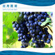 Rongya cyanamide grape germination promoting bud break agent early germination cyanamide hydrogen regulator growth regulator 250ml (Rongya)