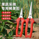 Fruit picking scissors, fruit thinning scissors, grape flower thinning scissors, flower pruning scissors, citrus pepper picking twig scissors, fruit picking scissors, short curved blade scissors