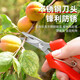 Fruit picking scissors, fruit thinning scissors, grape flower thinning scissors, flower pruning scissors, citrus pepper picking twig scissors, fruit picking scissors, short curved blade scissors