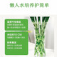 To attract wealth and bring good luck, hydroponic lucky bamboo furniture and office display green plants, free nutrient solution, hydroponic lucky bamboo, medium lucky bamboo 8 pieces, 70CM-75CM