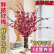 Full of blooms, red plum hydroponic fresh branches with buds, flowers and plants, indoor water-cultured dried wintersweet flowers, 60-70cm red plum fresh branches, 15 branches, a must-have in winter, with buds and nutrient solution
