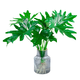 Dragon Scale Spring Feather Hydroponic Plant Paradise Bird Living Room Pothos Potted Flower Rich Bamboo Monstera A good-to-grow green plant. Fine Spring Feather 20-25cm 1 tree. Free nutrient solution.