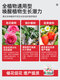 Lingwo Potassium Dihydrogen Phosphate Fertilizer Flower Special Bougainvillea Phosphate Fertilizer Household Potassium Fertilizer Flower Fertilizer Potted Plant Authentic Agricultural Explosive Potassium Dihydrogen Phosphate 500g*2 Cans + Candy Watering Can