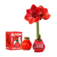 Jingdong Flowers Rich Amaryllis Gift Box Version Wax Ball Circumference 26-28cm Random New Year's Eve Gift Source Straight Hair