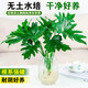 Dragon Scale Spring Feather Hydroponic Plant Paradise Bird Living Room Pothos Potted Flower Rich Bamboo Monstera A good-to-grow green plant. Fine Spring Feather 20-25cm 1 tree. Free nutrient solution.