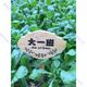 Customized wooden brand park vegetable garden vegetable field wooden grass planting area sign vertical ground sign to care for flowers and plants 1 model 30*20CM