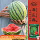 Shouhe Meidu watermelon seed seedling improvement 8424 fruit seeds Weiyu Meidu watermelon seeds 150 barrels