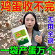 Special eggs for chickens to lay eggs, Duoduo Bao, eggs for chickens, ducks and geese to increase production, feed for chickens to eat if they don’t lay eggs, what to do, five bags