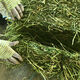 Alfalfa hay for cattle, sheep and horses, sheep grass, alpaca large zoo feed, alfalfa 100kg