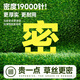 Simulated turf, artificial turf carpet, outdoor floor matting, football field artificial turf, plastic fake turf fence, Su Chao same style green backing adhesive, 3 cm thick, 20 stitches, 2 meters wide, several meters long, take a few pieces