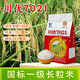 Long-grain fragrant rice Chuanyou 7021 rice seed national standard first-grade fragrant rice has a soft taste but not glutinous and chewy Chuanyou 7021 500g/bag 2 bags