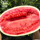 Shouhe Watermelon Seed Collection Qilin Meidu 8424 Suitable for the South Sweet Lazy Man Watermelon Seeds 50 capsules