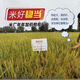 Quanyou 822 original hybrid high-yield rice seed rice disease-resistant medium rice hybrid seed high yield Quanyou 822 original one Jin Jin is equal to 0.5 kg
