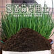 Onion, ginger, garlic, general soil, flower and vegetable nutrition soil, nursery soil, flowers, golden kudzu, special organic soil fertilizer, flower nutrition soil 20Jin Jin is equal to 0.5kg