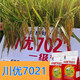 Long-grain fragrant rice Chuanyou 7021 rice seed national standard first-grade fragrant rice has a soft taste but not glutinous and chewy Chuanyou 7021 500g/bag 2 bags