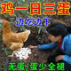 Special eggs for chickens to lay eggs, Duoduo Bao, eggs for chickens, ducks and geese to increase production, feed for chickens to eat if they don’t lay eggs, what to do, five bags