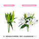 Perfume lily, flowers for Buddha, Yunnan straight-haired fresh-cut flowers, water-raised flower arrangement, white, yellow and pink, Chinese Valentine's Day gift, random perfume lily mixed color, 6 flowers, high-quality lily