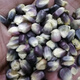 Black Sweet Nuo 168 Semillas de maíz Super Sweet Fruit Semillas de maíz Resistente a la sequía Black Sweet Nuo Jade Black Waxy Corn 500g