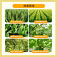 Bihuchi Indiyi Brassica vegetable and flower antidote to damage, increase production, activate cells, plant growth regulator 100g