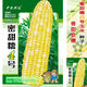 甜糯红玉米种子白彩黄甜粘苞米种南北方大田早熟玉米种子 蜜甜糯1号原装500克
