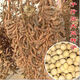 Super high yield 1000 Jin Jin is equal to 0.5 kg. Soybean seed farmers plant high yield and high protein soybean seeds in the field. Soybean seeds Bawangbian 5 Jin Jin is equal to 0.5 kg.