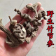 Beijing Tongrentang Bambú salvaje Ginseng Bambú Pintura de montaña Bambú Siete Bambú Panax Notoginseng Arhat Panax Notoginseng Medicina de hierbas chinas Bai San Wild Bamboo Ginseng 50G