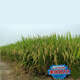 Quanyou 822 original hybrid high-yield rice seed rice disease-resistant medium rice hybrid seed high yield Quanyou 822 original one Jin Jin is equal to 0.5 kg