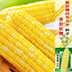 甜糯红玉米种子白彩黄甜粘苞米种南北方大田早熟玉米种子 蜜甜糯1号原装500克