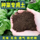 Onion, ginger, garlic, universal soil, flower and vegetable nutrient soil, nursery soil, flowers, golden kudzu, special organic soil fertilizer, vegetable nutrient soil 30 Jin Jin equals 0.5 kg