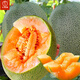 Dayu Xinjiang Hami melon seed seedlings mesh melon early maturing jade mushroom ice cream melon seeds southern Melon Prince No. 3 Hami melon seeds 30 capsules