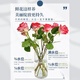 Mengxin Flowers Valentine's Day Flower Express 11 red roses gift box bouquet for girlfriend's birthday gift nationwide citywide delivery 33 blue enchantress bouquet - love that never fades