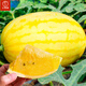 Dayu Lazy Man Watermelon Seed Seedlings Extra Large Suitable for Early Maturing Lazy Man in the South 8424 Kirin Melon Meidu Seedless Fruits and Vegetables Ansheng Golden Beauty Yellow Watermelon Seeds 100 capsules 2 bags