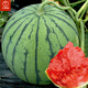 Dayu Lazy Man Watermelon Seed Seedlings Extra Large Suitable for Early Maturing Lazy People in the South 8424 Kirin Melon Meidu Seedless Fruits and Vegetables Meidu Watermelon Seeds 25 capsules