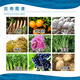 Sanliu Shanghai Tongrui 920 Sanliu 75% gibberellic acid crystal powder seed production and fruit growth regulator 1g