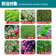 Yuelian Shanghai 75% gibberellic acid gibberellin 920 citrus weight gain grape seedless growth regulator 1gX10 bags
