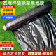 Ground black mulch plastic film for agricultural planting thickened anti-aging weeding insulation moisturizing weed prevention fruit tree greenhouse 10Jin Jin equals 0.5kg 1.2 silk silver black 1.5m wide 200m long for field use