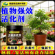 Soil activator soil activator flower fertilizer household potted plant activation anti-hardening rooting fertilizer nutritional flower green buy 5 get 5 dead branches and bare branches also bloom