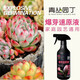 Qingcong gardener's rapid bud bursting stock solution multi-bud promotion, germination, differentiation, leaf flower arrangement, succulent green plants, universal type bursting bud rapid stock solution 500ml*1 bottle conventional