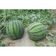 Linpan Rock Sugar Qilin King Watermelon Seed Shenhe Daqi 8424 Extremely Early Mature, High Sugar, Crack-resistant and Transportable, Field and Greenhouse Planting Daqi 101 Watermelon 50g