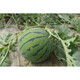 Linpan Rock Sugar Qilin King Watermelon Seed Shenhe Daqi 8424 Extremely Early Mature, High Sugar, Crack-resistant and Transportable, Field and Greenhouse Planting Daqi 101 Watermelon 50g