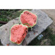 Linpan Rock Sugar Qilin King Watermelon Seed Shenhe Daqi 8424 Extremely Early Mature, High Sugar, Crack-resistant and Transportable, Field and Greenhouse Planting Daqi 101 Watermelon 50g