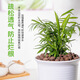 Aishangke ceramsite indoor potted flower cultivation ceramsite flower bottom indoor plant ceramsite particles flowers ceramsite flower cultivation special A ceramsite 5L*2 bag