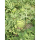 Linpan Rock Sugar Qilin King Watermelon Seed Shenhe Daqi 8424 Extremely Early Mature, High Sugar, Crack-resistant and Transportable, Field and Greenhouse Planting Daqi 101 Watermelon 50g