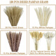 Original idea (CHUGOUXIANG) Yunnan real flower pampas grass whisk dust rabbit tail dried bouquet pampas grass HS10 with box