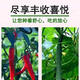 Jieyunmao universal succulent green radish vegetable planting nutritious organic soil 20Jin Jin is equal to 0.5kg balcony vegetable soil store manager