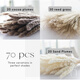 Original idea (CHUGOUXIANG) Yunnan real flower pampas grass whisk dust rabbit tail dried bouquet pampas grass HS10 with box