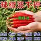 Hejiangnan Pepper Planting Specially Improved Soil Fertile Soil Fast Absorption Insect Control Pepper Base Fertilizer 2 Big Bags Continuous Disease Clearance