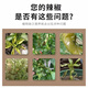 Hejiangnan Pepper Planting Specially Improved Soil Fertile Soil Fast Absorption Insect Control Pepper Base Fertilizer 2 Big Bags Continuous Disease Clearance